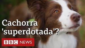 A border collie brasileira que sabe 200 palavras e virou estrela de pesquisa