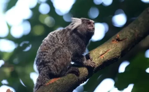 Morre em Pernambuco mulher que contraiu raiva humana após mordida de sagui