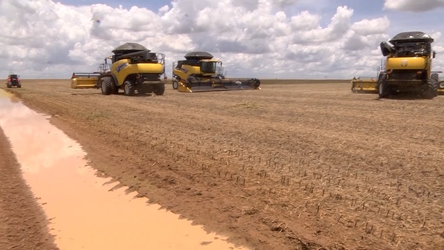 MT:  NÚMEROS DO IMEA:   Veja como está a colheita da soja em Mato Grosso