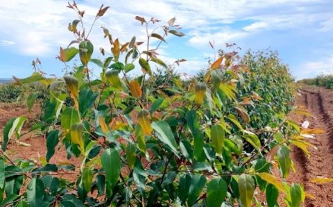 Setor de florestas plantadas cresce e impulsiona economia brasileira com inovação e sustentabilidade